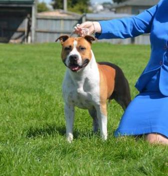 BISS RBISS CH Zaliamstaff Thrill O Th Chase