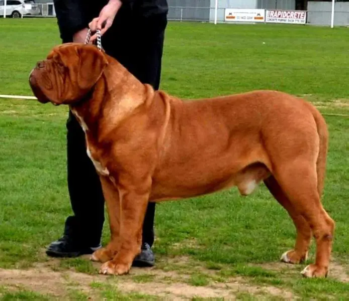 BIS, BISS, Multi RUBISS, Aust. CH. Deauxrogue Ready to Rumble