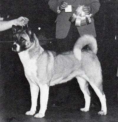 AKC CH Ceejay Portrait O Thornbrook