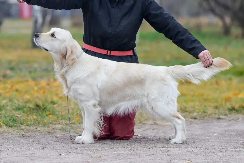 CH UA, 4XCAC, 2XCACIB Winter Wonderland