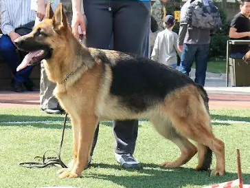 3XCAC, BIG-2 Yana iz Volzjego Loga