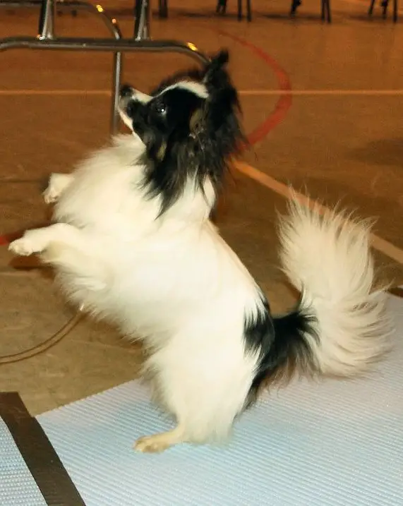 Spell Binder at Amicae