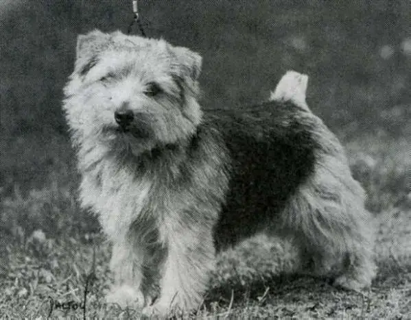 The Buccaneer at Jaeva