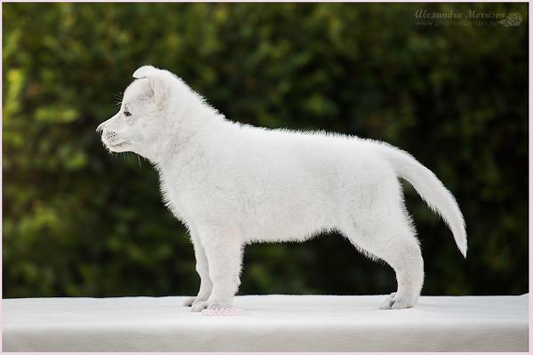 Fortuna Iz Beloy Brigady (IZBB)