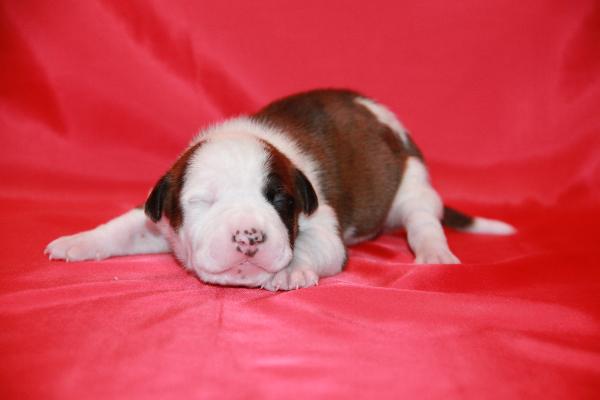 Maximum Staff Glucose