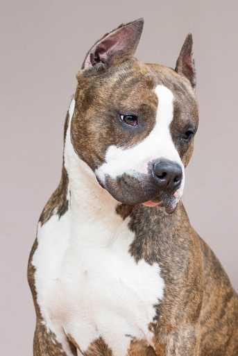 ELVIS Bellator Bull