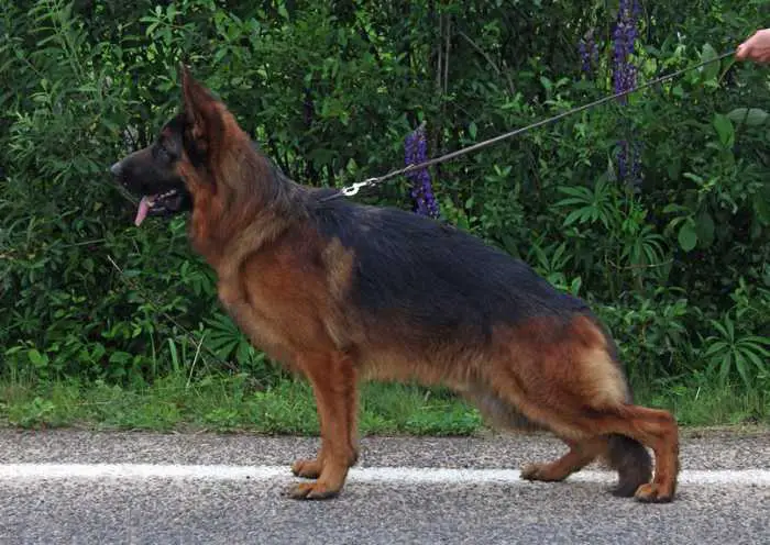 V5 Russian Sieger 2017 Farukh vom Aleks Birkenstrasse