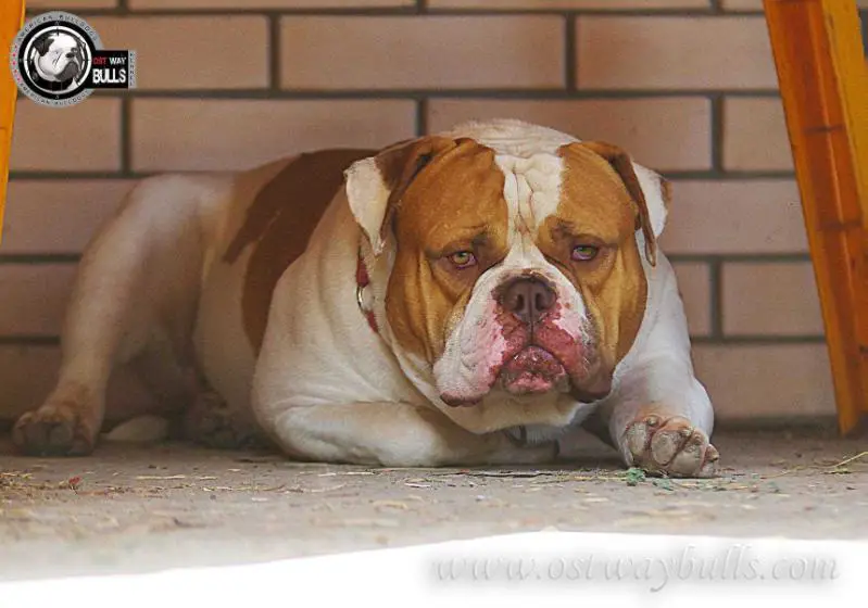 OSTWAYBULLS PRESTIGE