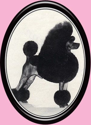 Higview Dalin Jigaboo