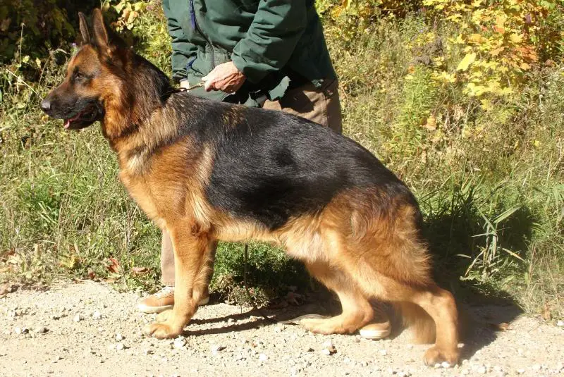 Palermo Topolovnicki