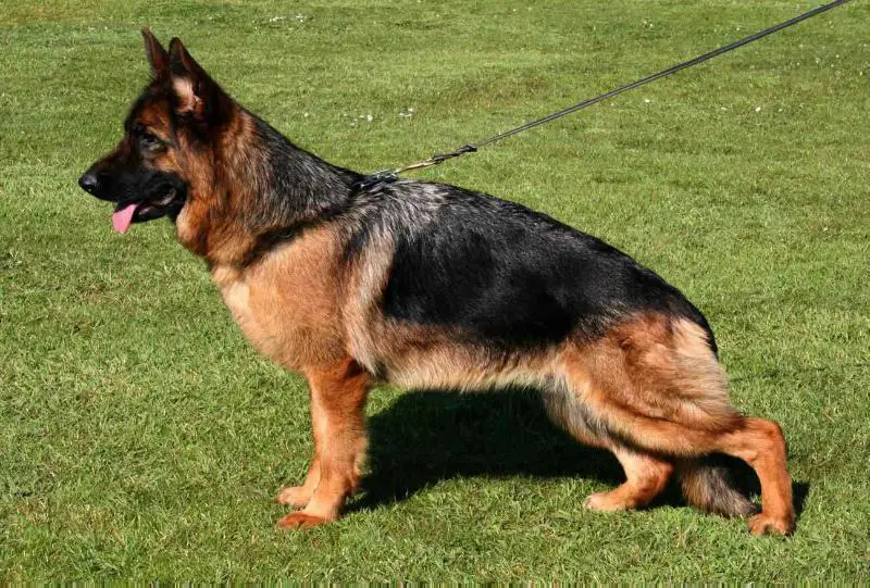 SG 9 BSZS 2016 QUEXA VOM PENDLER