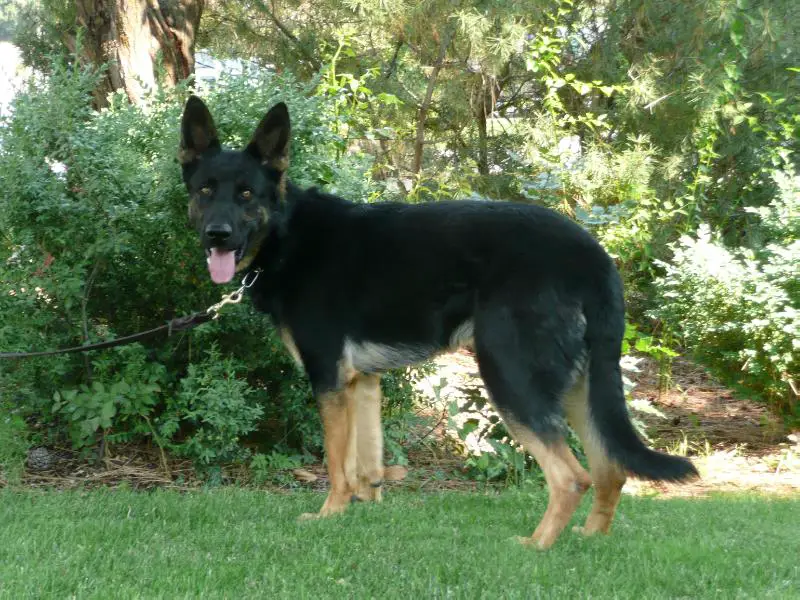 LEGENDS SHADOW VOM HOFFENMILLER WOLFGANG