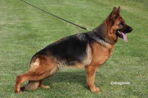 VA1 (TR@ Middle East) Zizel vom Haus Ghor