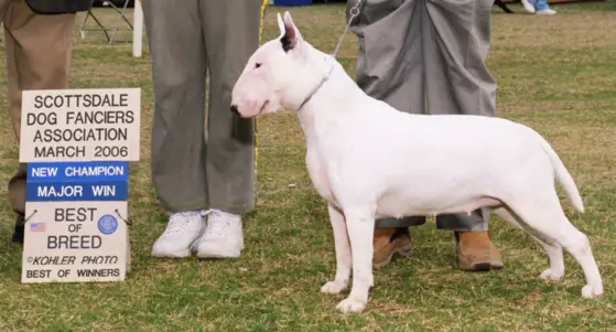 CH ALLEGRO AIRE LIBRE OF OASIS