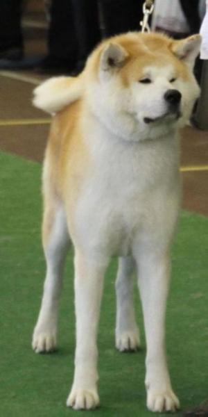 RO GCH, MULTI INT'L/RO/UKR/BLR/PL CH, IT JCH Shirai X. Koki