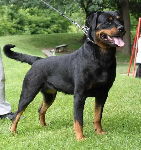 Peggy Wonderful Wizard