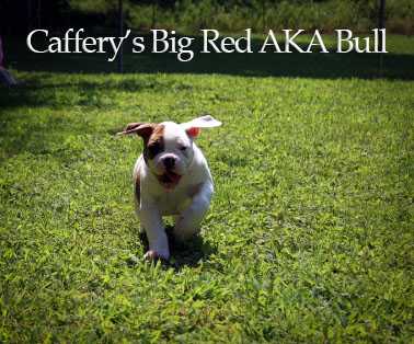 Caffery's Big Red AKA Bull