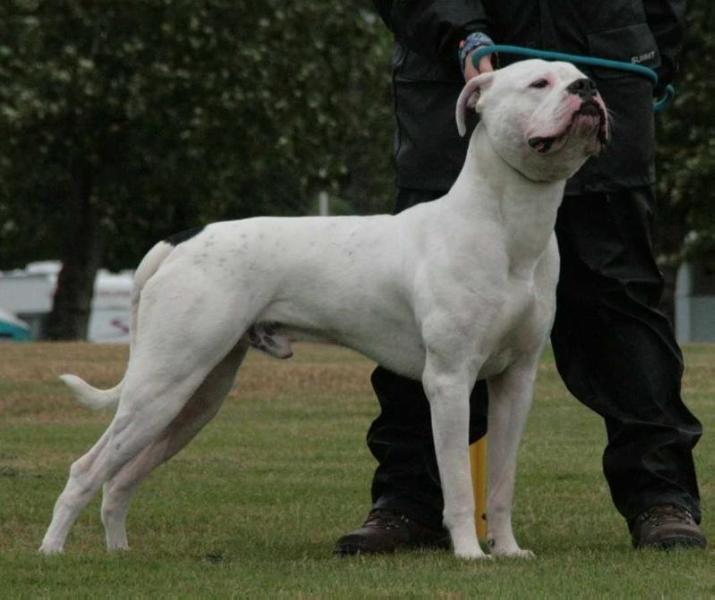 CCBulls Robert Johnson aka Riff