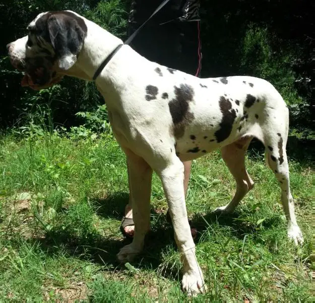 MSGD'S Wrong Side of Heaven