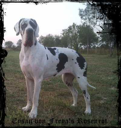 Eysan von Freya's Rosenrot