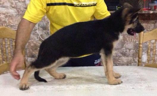 Meecky Kuwait k9-team