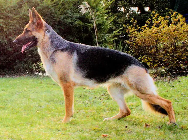 Vom Herz Hundekinder Warrior at Peace