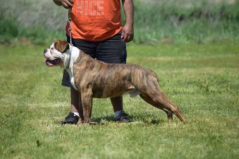 ABKC Champion PDX Hercules El Grande