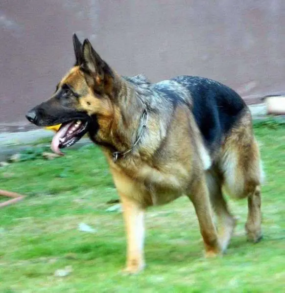 V Duska vom Holtkämper Hof