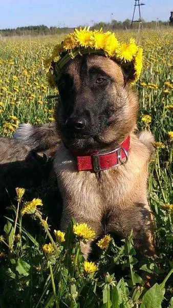 NEFERTITI MARINCHUK K-9