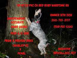 GRNITECH PKC CH Red Ruby Hardtime Bo