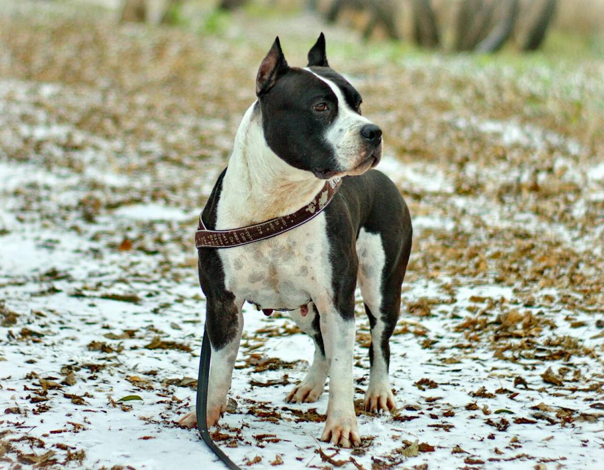 Barbari Imperial Favorits