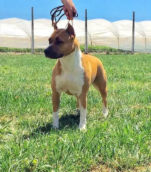 CH Queen Cleopatra Of Bazo-Town