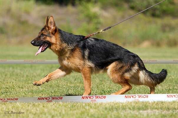 Jn.CH.RUS,CH.RUS,CH.RKF,CH.Belarus. Future By Us Terra Viva