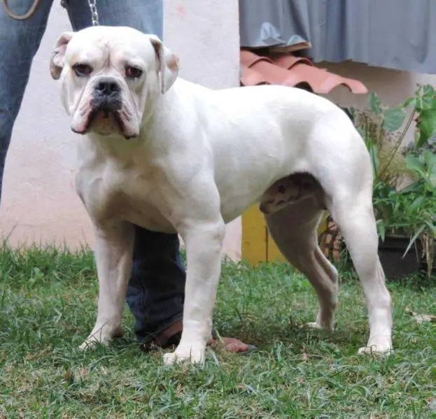 Wolverine Mountain Bulldog of Roots Bully