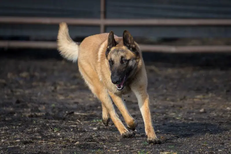 GCH, CA, ATTS Nasca Vitris Bohemia