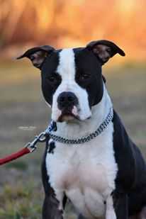 JCH CH Albona Tornado Memory of Art