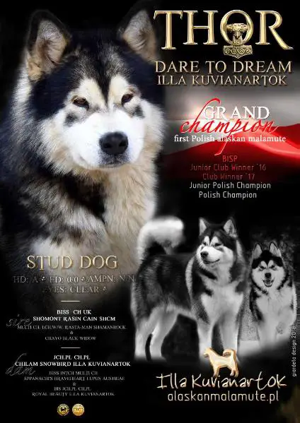 BISP/ GRAND CH/ JCH PL/ CH PL/ JClub Winner/ Club Winner DARE TO DREAM Illa Kuvianartok