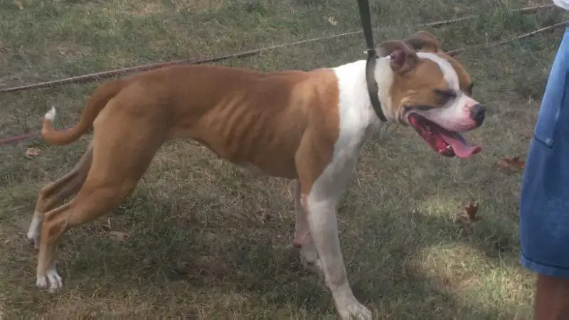 Pure Determinations Dubs