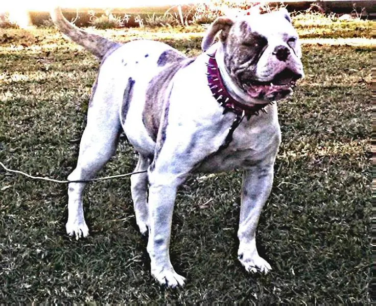 Darensbourg's Pretty Girl of Paparazzi Kennels