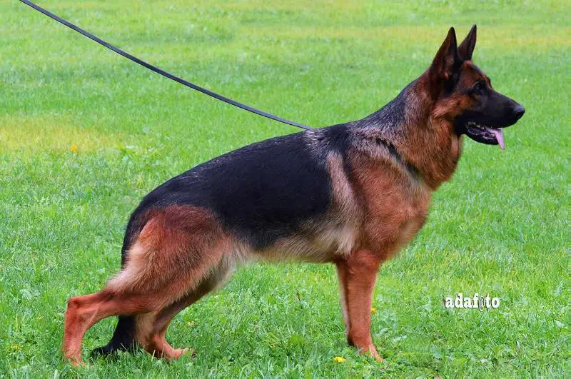 Juma della Torre dei Vescovi