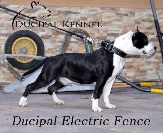 Ducipal Electric Fence