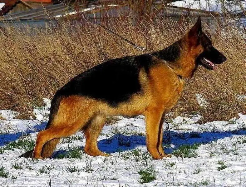 Vanilli vom Holtkämper Tor