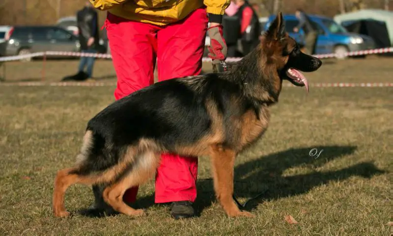 JCH RSLNO,CW Oberlauf Ursula