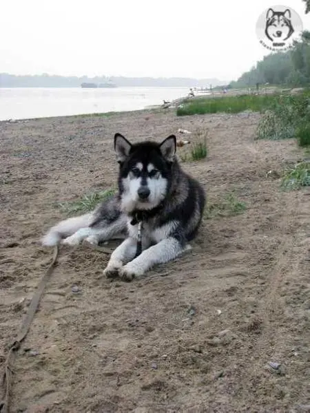 ASTREY KING OF THE WIND