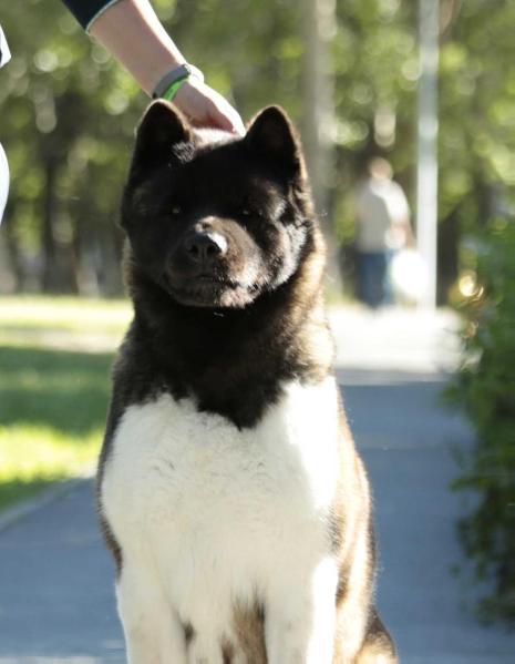 Ritetypes Thats Amore