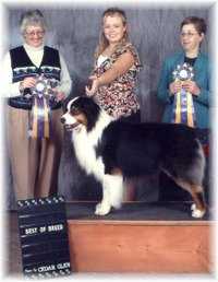 ASCA/UKC CH Countrywoods On A Jazz Kick