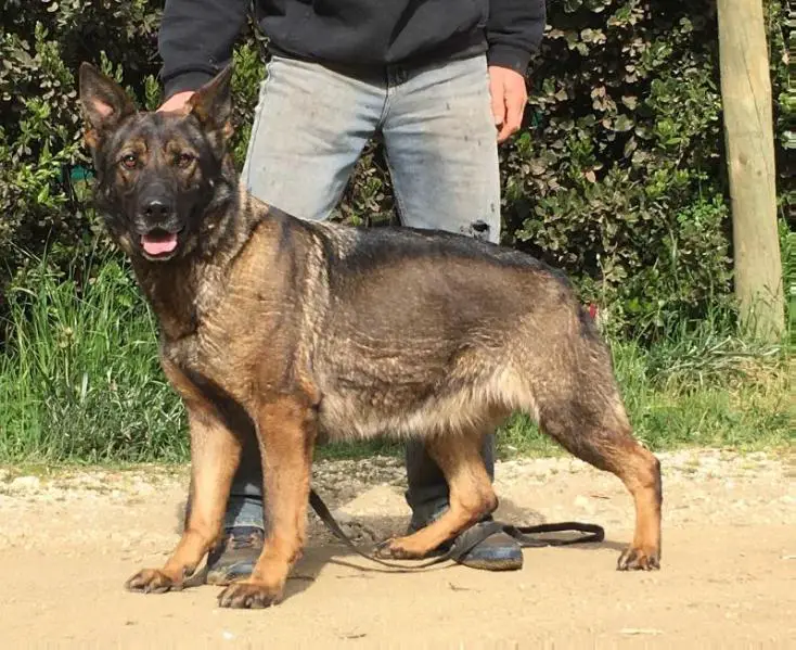 Lambda van de Verpihoeve