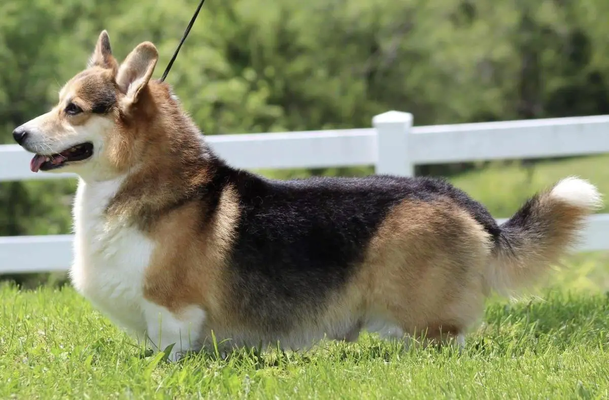 Jordan Famiglia Della Regina