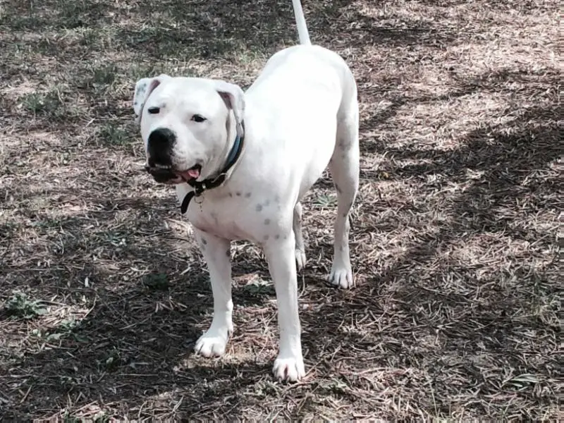 White Lions Bella