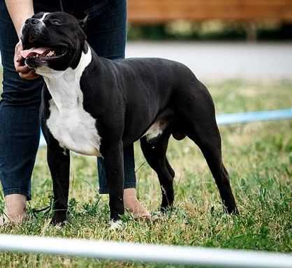 OLIMP PLANETA BOYTSOV